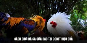 Cách Chơi Đá Gà Cựa Dao Tại 39BET Hiệu Quả