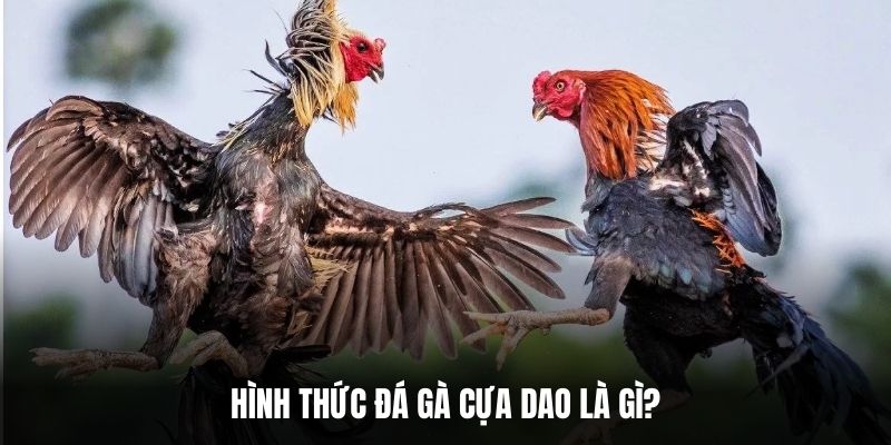 Hình thức đá gà cựa dao là gì?