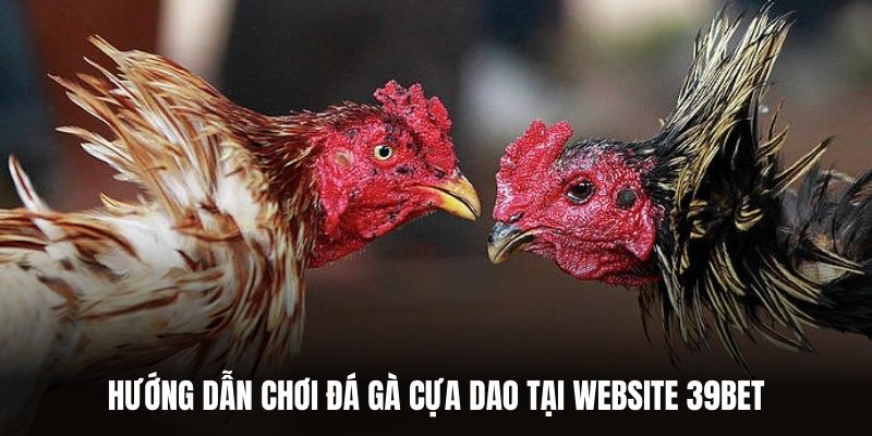 Hướng dẫn chơi đá gà cựa dao tại website 39BET.
